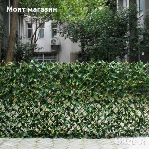 Бръшлян, снимка 5 - Градински цветя и растения - 53645925