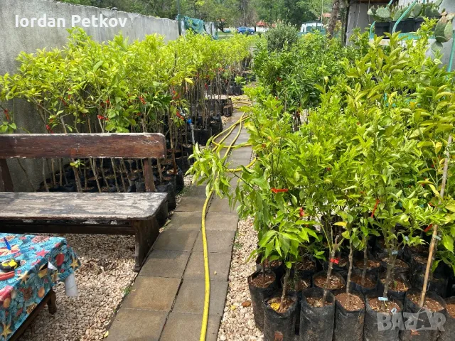 Цитруси Портокал , Мандарина , Лимон