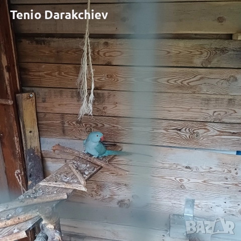 свобадни, снимка 8 - Папагали - 52853846