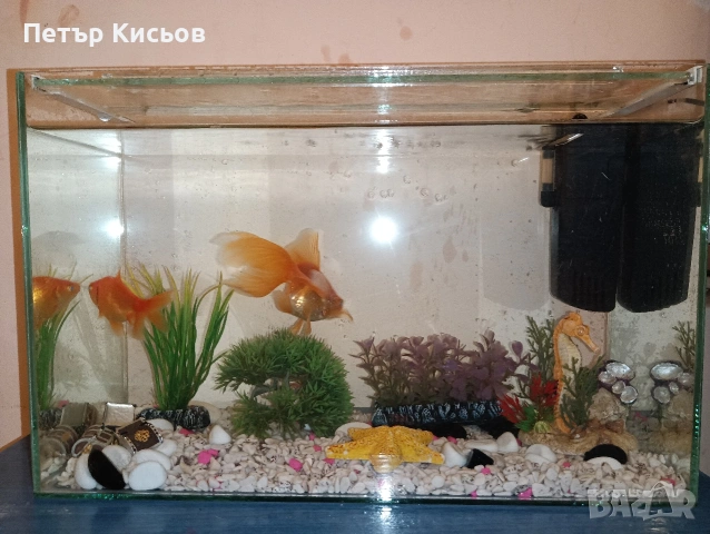 златни рибки с аквариум 