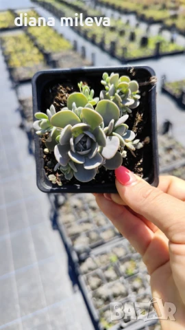 Седум Оростахис, Китайска шапка, Orostachys ‘Chinese Hat', снимка 14 - Градински цветя и растения - 51397227