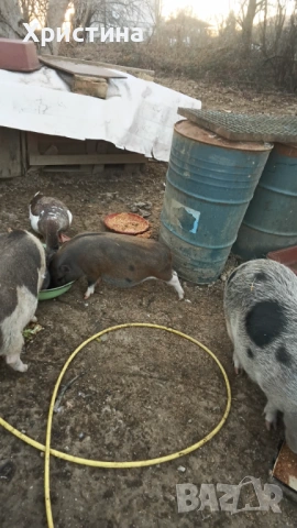 Виетнамски прасета, снимка 2 - Прасета - 52469489