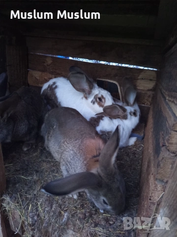 Zaici , снимка 12 - Други - 54212482