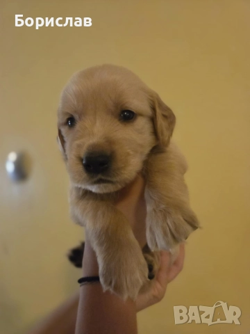 Бебета Голдън ретривър , снимка 5 - Голдън ретривър - 51928849