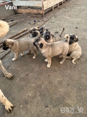Кангалчета чистокръвни , снимка 2 - Кангал - 53705041