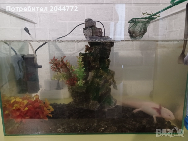 Акселотъл ,воден гущер, снимка 2 - Други животни - 52863934