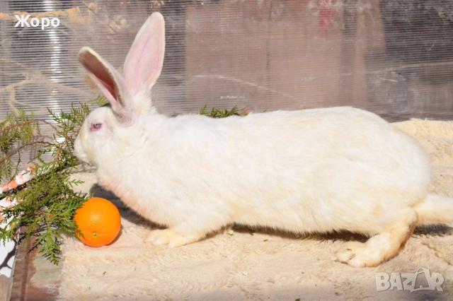 Зайци за разплод, снимка 8 - Други животни - 53611714