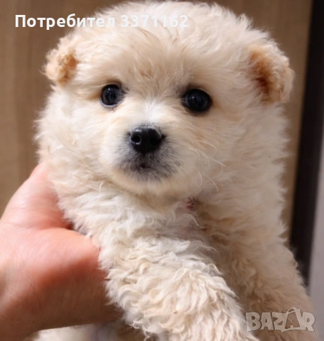 Померански шпиц 