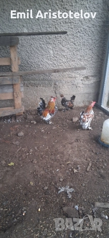 Бреговски джинки , снимка 3 - Кокошки и пуйки - 52465650