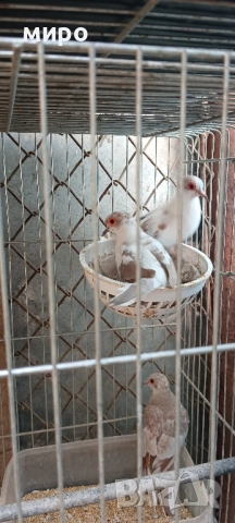 Шарени Диамантени гугутки!, снимка 2 - други­ - 51645799