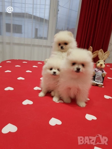 Померан померанчета свободни Гр. София, снимка 6 - Померан - 54000215