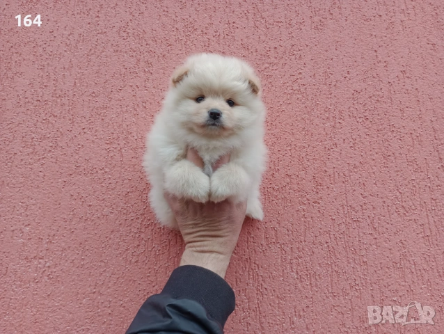 Бели и кремави Шпицлета. , снимка 7 - Померан - 53906860