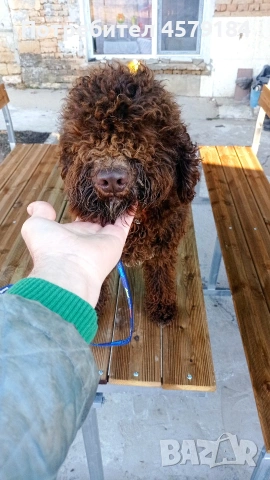 лагото Романьоло родословие , снимка 5 - Други - 53304843