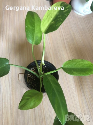 Philodendron Jose Buono , снимка 3 - Стайни растения - 51050344