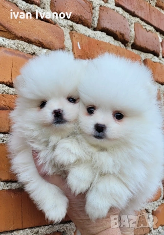 Померан-мини шпиц!!!, снимка 9 - Померан - 53817614