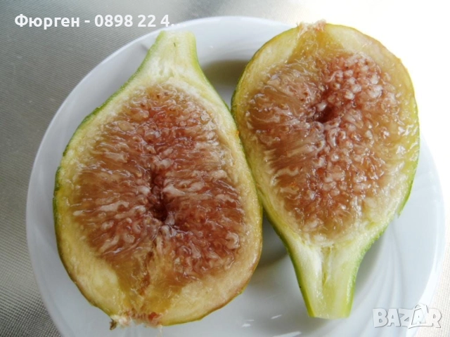 Смокиня „Брунсуик“ (Ficus carica ‘Brunswick’), снимка 3 - Разсади - 52356566