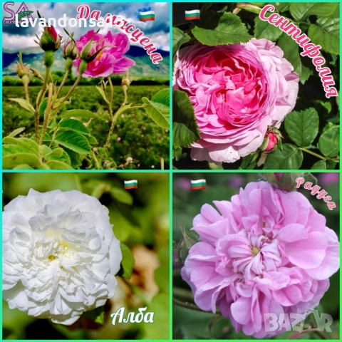 Лавандула в саксии-сортове, снимка 14 - Градински цветя и растения - 47333197