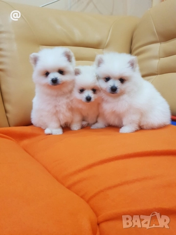 Померан померанчета снимки от днес 13.12.2025г Гр. София , снимка 11 - Померан - 52775963