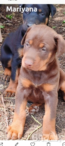 Продавам родословни добермани.Жендки и мъжки.Тел.0884276911