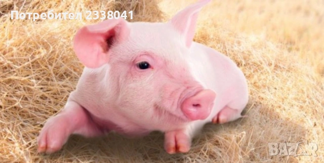 Малки прасета домашни