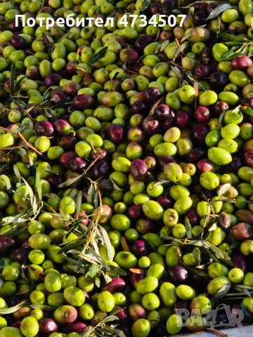 Домашен зехтин – реколта 2025 | студено пресован | 5 кг тенекия, снимка 4 - Други - 53459506