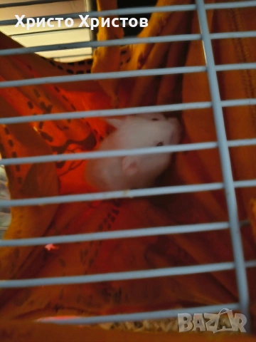 бял хамстер 