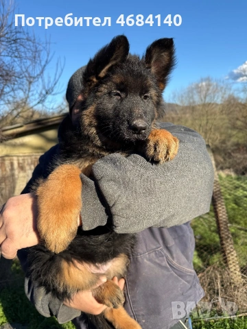 Немска овчарка с дълъг косъм с родословие , снимка 10 - Немска овчарка - 52807212