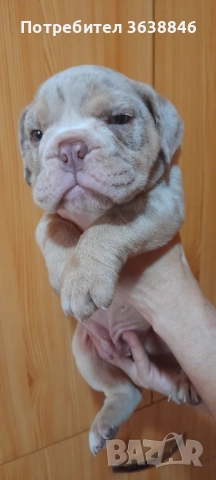 Английски булдог, снимка 3 - Английски булдог - 52064316