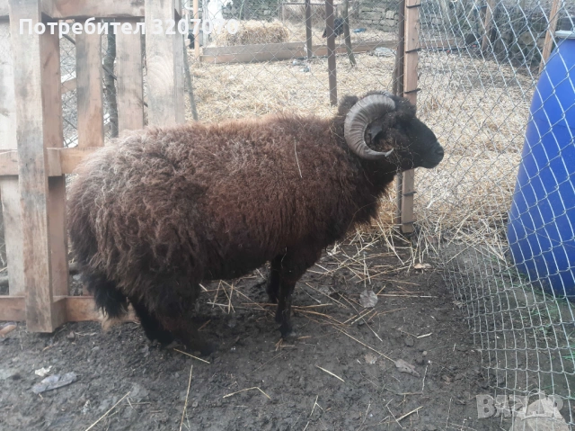 Медночервен шуменски коч овен овца МЧШ, снимка 2 - Овце - 48363070