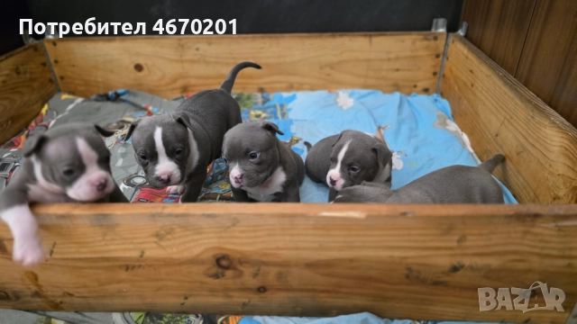 Американско Покет були