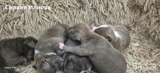 Питбули , снимка 5 - Питбул - 53865863