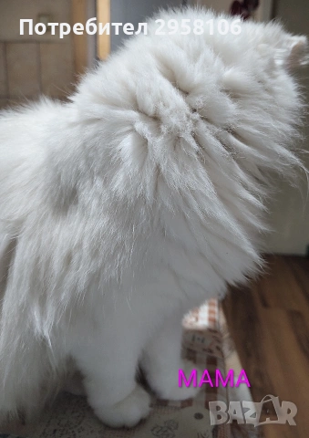 Персийска чинчила, снежно бяла, 5 мес., снимка 14 - Персийска - 53150542