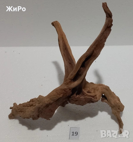 Корен от Азалия /декорация/ 19, снимка 3 - Други - 54093373