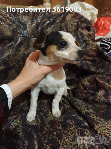 Пинчер , снимка 6 - Пинчер - 52787653