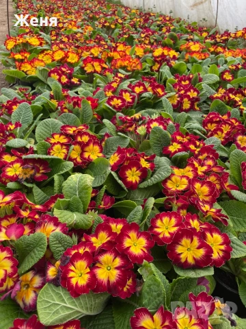 Иглика ( примула ) ТОП ЦЕНА, снимка 4 - Градински цветя и растения - 53356989