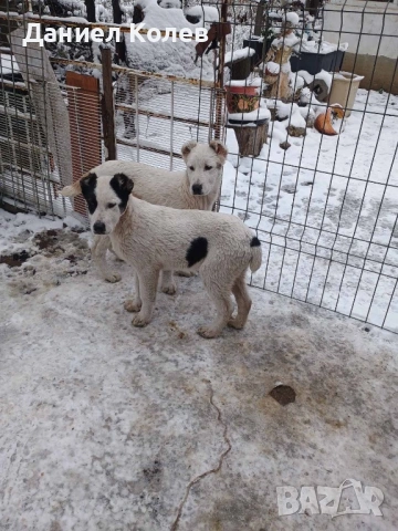 Продавам женски алабаи