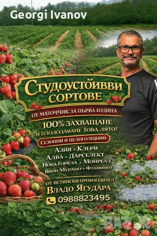 предлагаме разсад ягоди и малини , снимка 6 - Разсади - 53709890