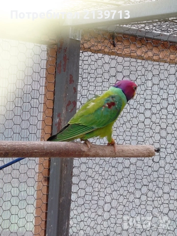 Продавам Сливоглав Александър, снимка 2 - Папагали - 54006558