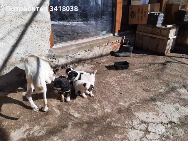 уникални кученца подарявам!, снимка 13 - Други - 53719470