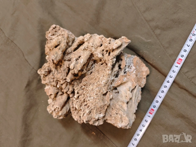 стар корал, снимка 3 - Други ценни предмети - 53748378