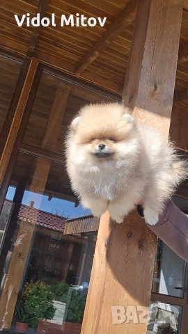 Мини Померан момче на 3 месеца , снимка 2 - Померан - 53745202