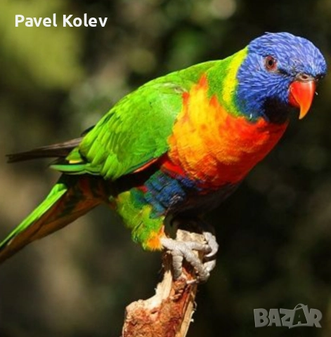 Коледна промоция на папагали , снимка 11 - Папагали - 52658143