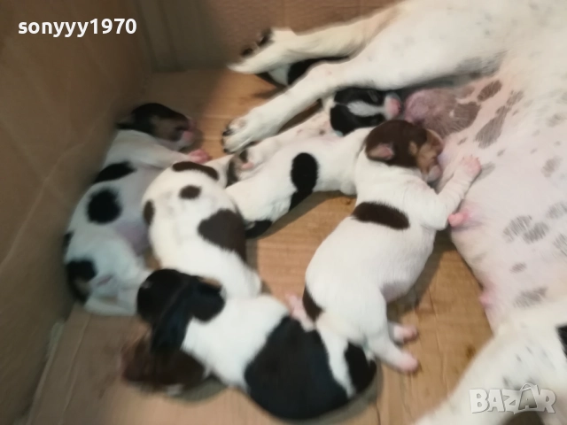 ДЖАК РЪСЕЛ 250ЛВ ЗА КУТРЕ 2008251933, снимка 11 - Джак ръсел териер - 51433966