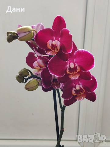 Орхидеи Фаленопсис, снимка 8 - Стайни растения - 54008191