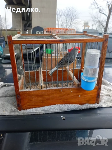 Канарчета  .2026, снимка 2 - Канари - 50624171