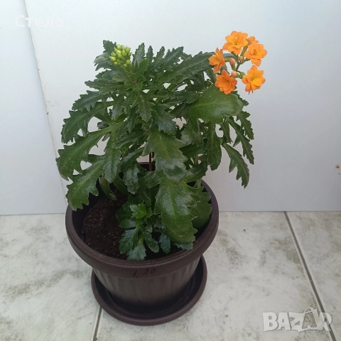 Пасифлора, бял Бенджамин, Сансевиера, мексиканска мента, Копривка , снимка 12 - Градински цветя и растения - 51170707