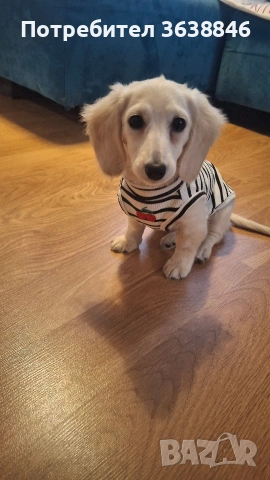 миниатюрен дългокосмест дакел, снимка 4 - Дакели - 51332954