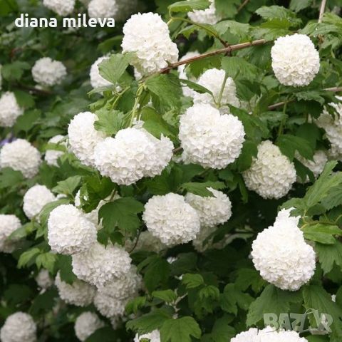 Калина, Картоп, Viburnum opulus ‘Roseum’, снимка 4 - Градински цветя и растения - 44405271