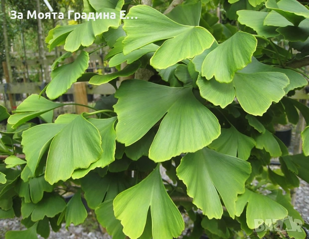 Гинко билоба , снимка 7 - Градински цветя и растения - 53620324