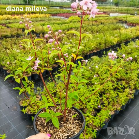 Дойция, Deutzia hybrida 'Mont Rose', снимка 12 - Градински цветя и растения - 42798741